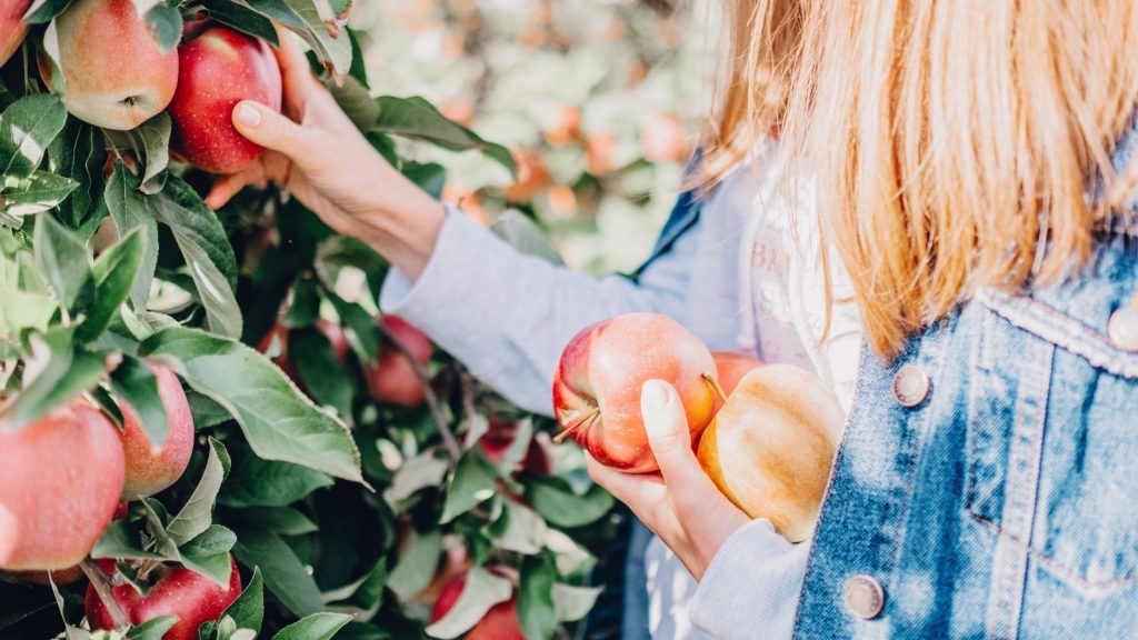 Apple Picking Fall Activities