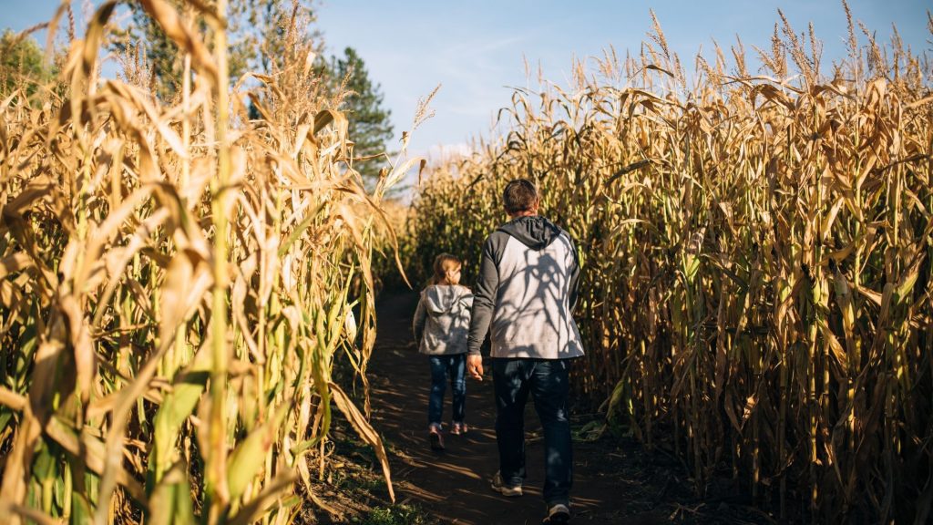 Corn Maze Fall Activities 