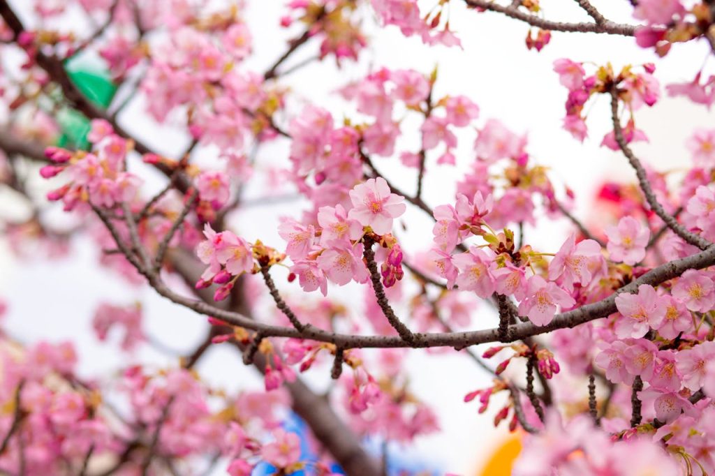 Kariya Park Mississauga, Canada
