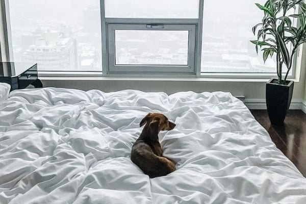 Pet Friendly Apartments Rent Montreal Corporate Stays